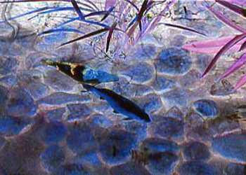 Coy Koi Gloria Fuller Lancaster WI photography & computer graphics special effects